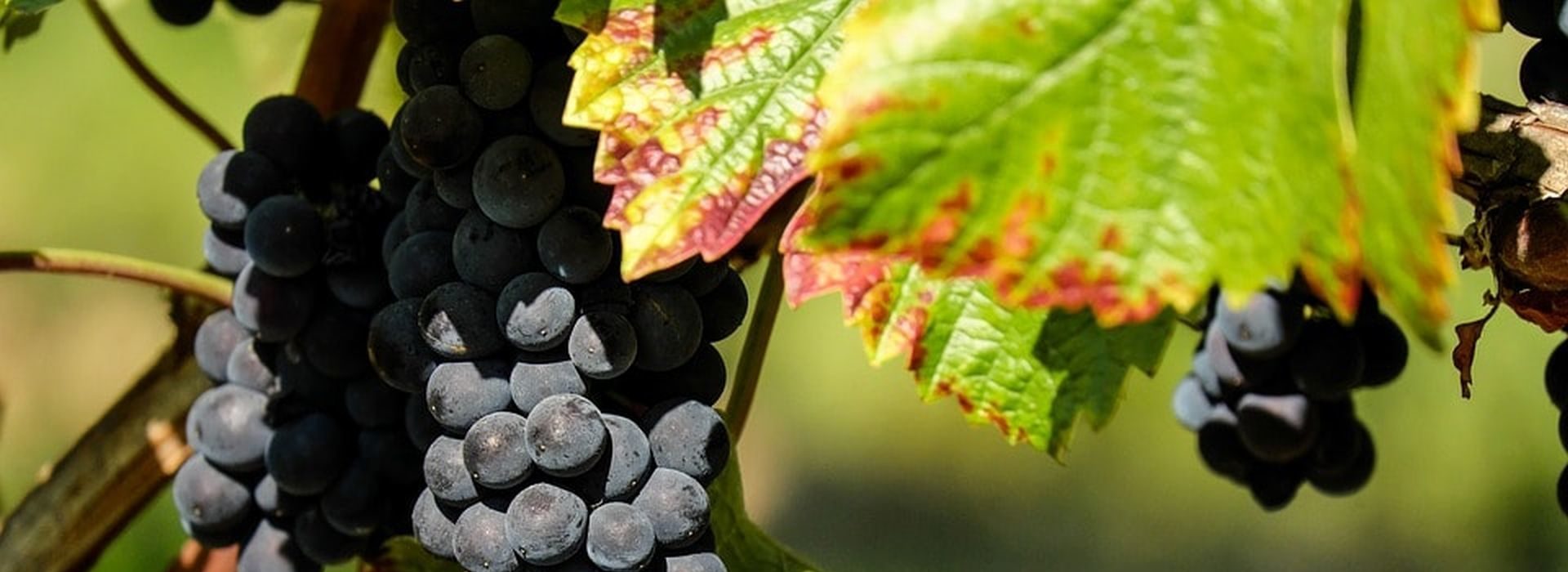 Kincses Megye: Viniseera szőlőmag mikroőrlemény termékcsalád